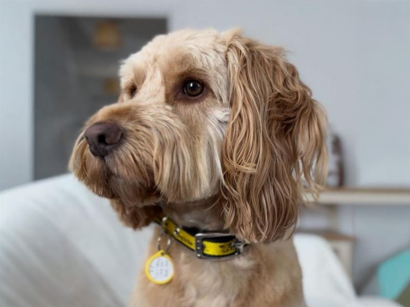undefined | Spaniel (Cocker) Cross | undefined - 2