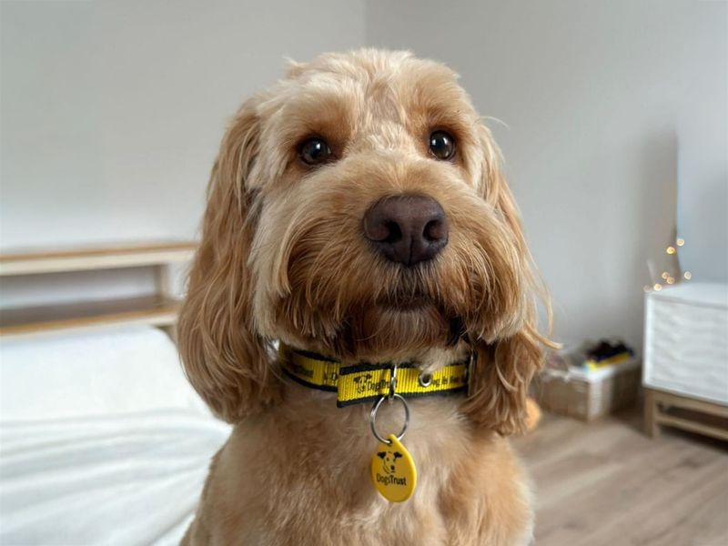 undefined | Spaniel (Cocker) Cross | undefined - 6