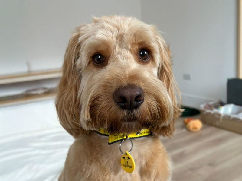undefined | Spaniel (Cocker) Cross | undefined - 5