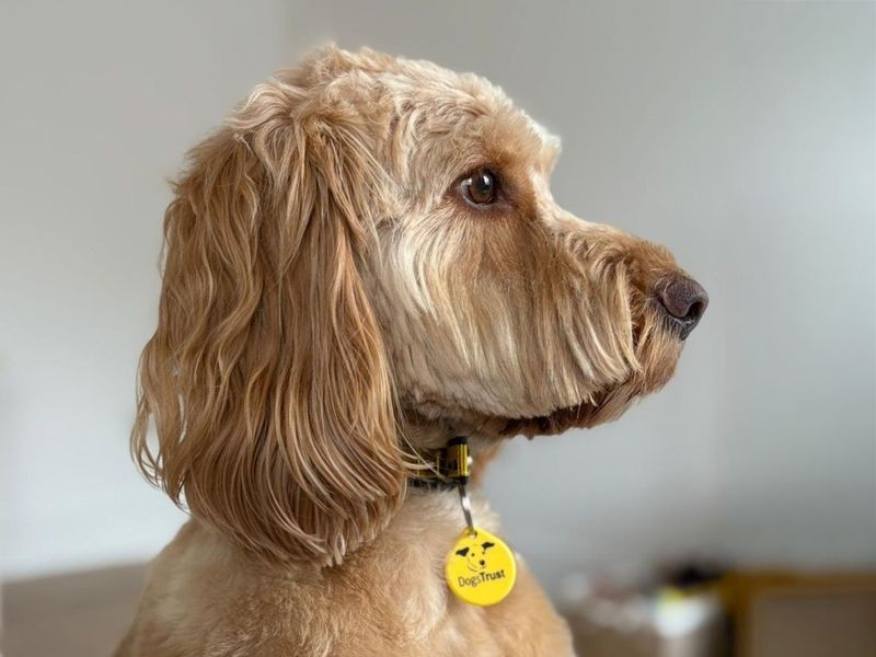 Cocker Spaniel for adoption in Wickford, Essex – 3 years old