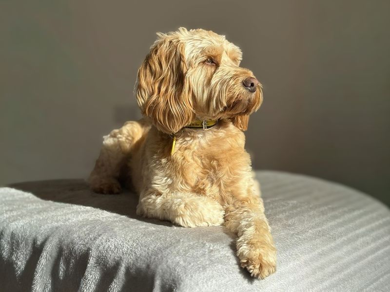 undefined | Spaniel (Cocker) Cross | undefined - 3