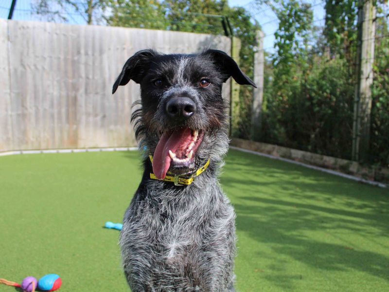 Greyhound for adoption in Sadberge, Co Durham – 3 years old - Image 1 of 4