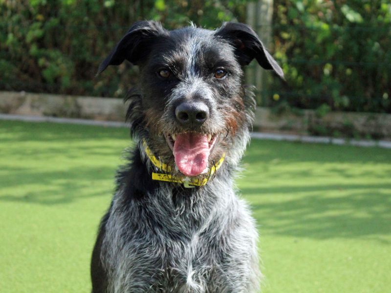 Greyhound for adoption in Sadberge, Co Durham – 3 years old - Image 4 of 4