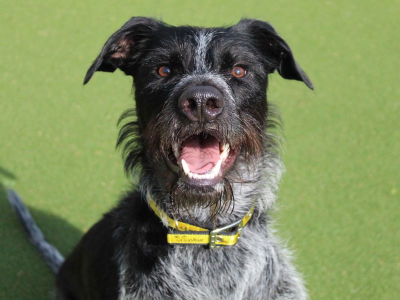 Greyhound for adoption in Sadberge, Co Durham – 3 years old - Image 2 of 4