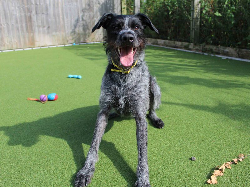 Greyhound for adoption in Sadberge, Co Durham – 3 years old - Image 3 of 4