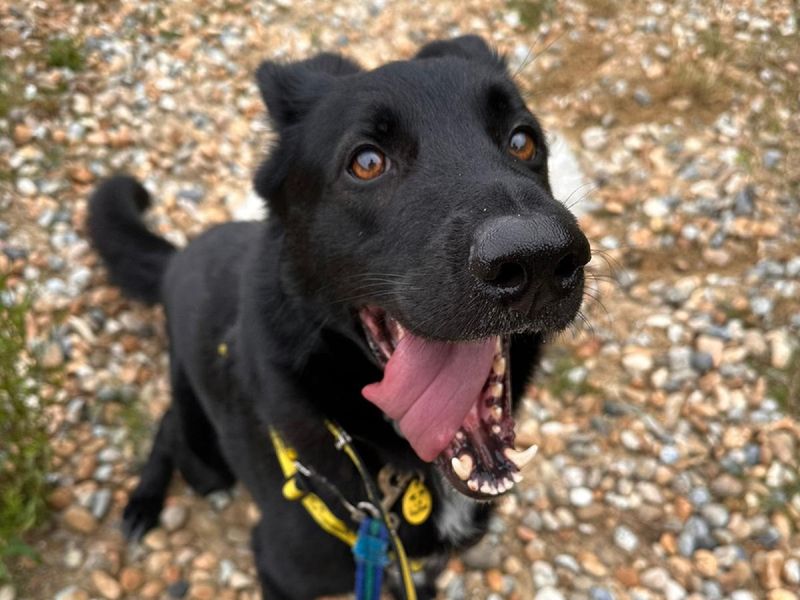 German Shepherd for adoption in Chestfield, Kent – 5 years old - Image 1 of 4