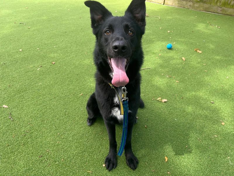 German Shepherd for adoption in Chestfield, Kent – 5 years old - Image 3 of 4