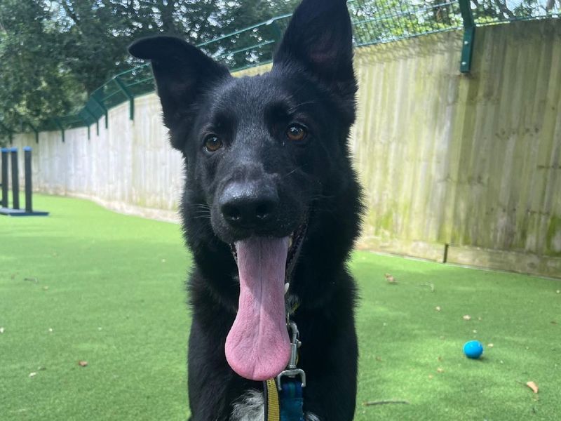 German Shepherd for adoption in Chestfield, Kent – 5 years old - Image 4 of 4