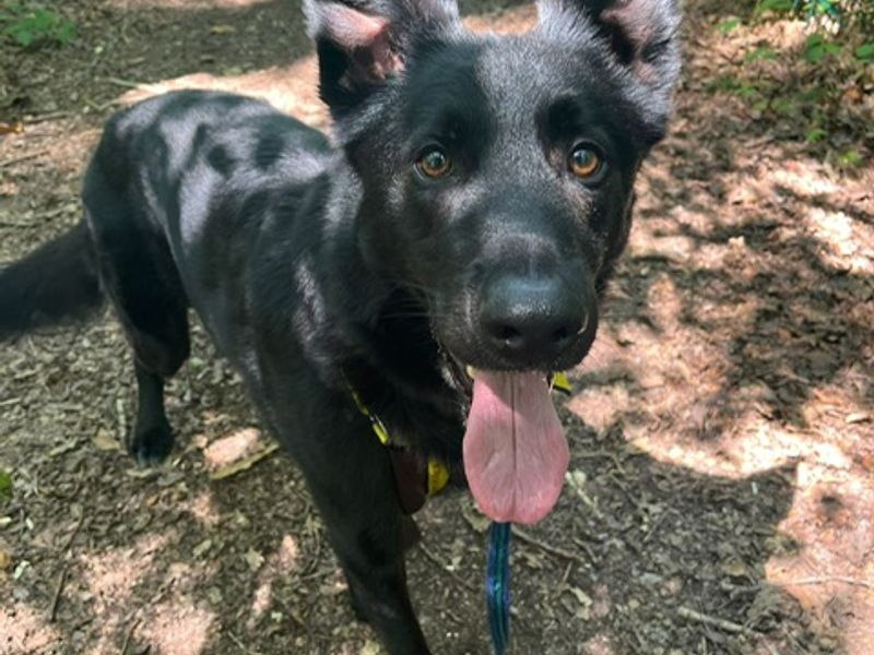 German Shepherd for adoption in Chestfield, Kent – 5 years old - Image 2 of 4