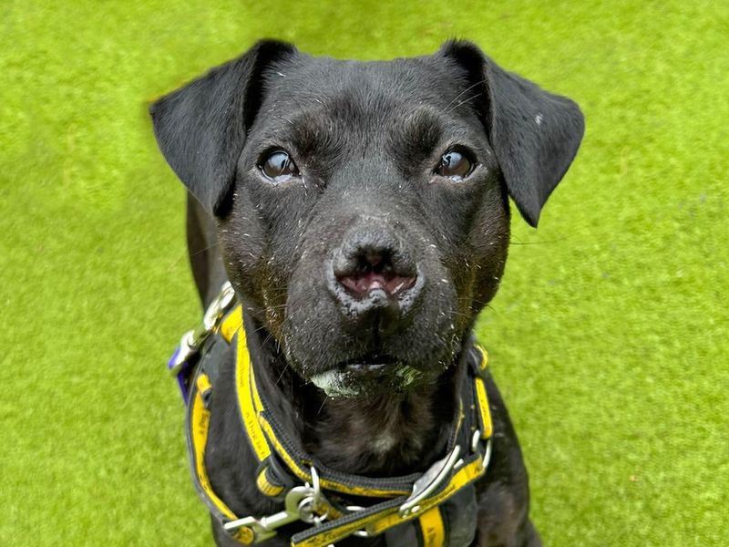 Patterdale shop rescue dogs