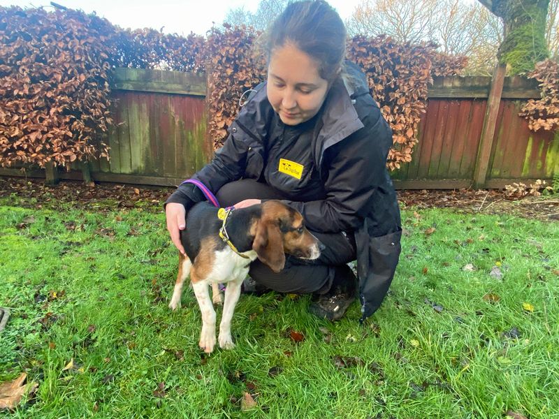 Tuppence for sale in Liverpool - Image 2