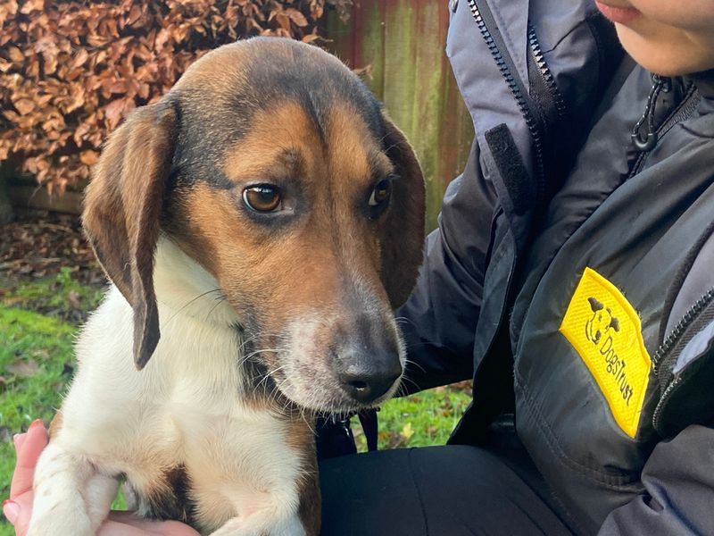 Tuppence for sale in Liverpool - Image 3