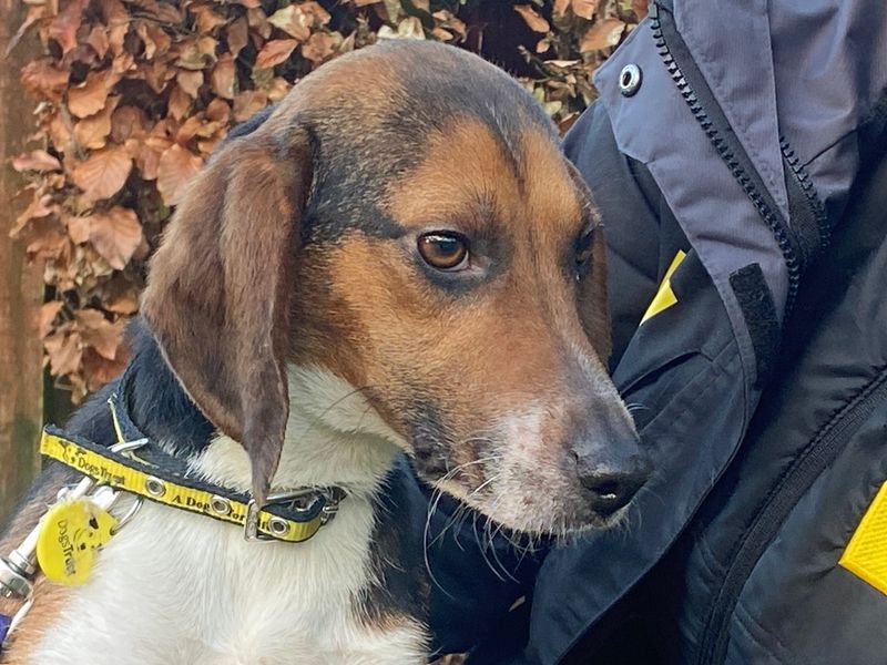 Beagle puppies for sale in Liverpool – 7 years old