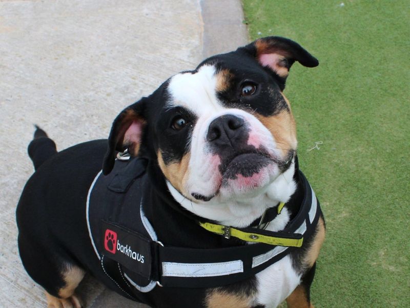 Bobo for sale in Evesham, Worcestershire