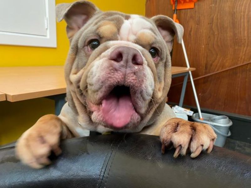 Dudley dog hot sale rescue centre