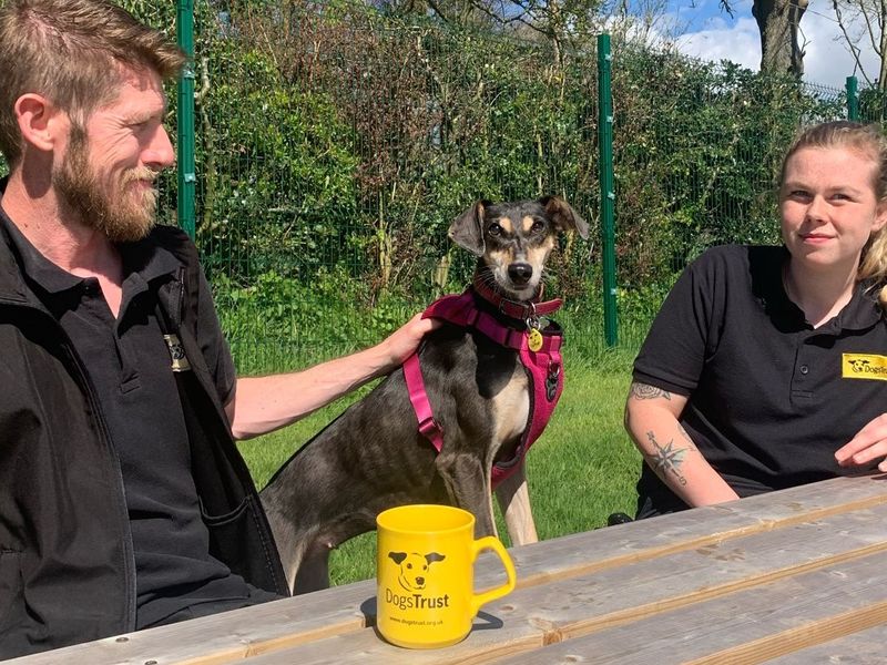 Adopt a Crossbreed Rescue Dog Cinnamon Dogs Trust