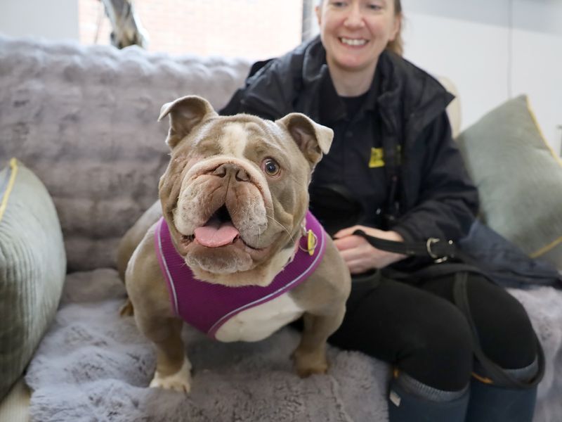 English Bulldog for adoption in Leeds, Yorkshire – 3 years old - Image 3 of 4