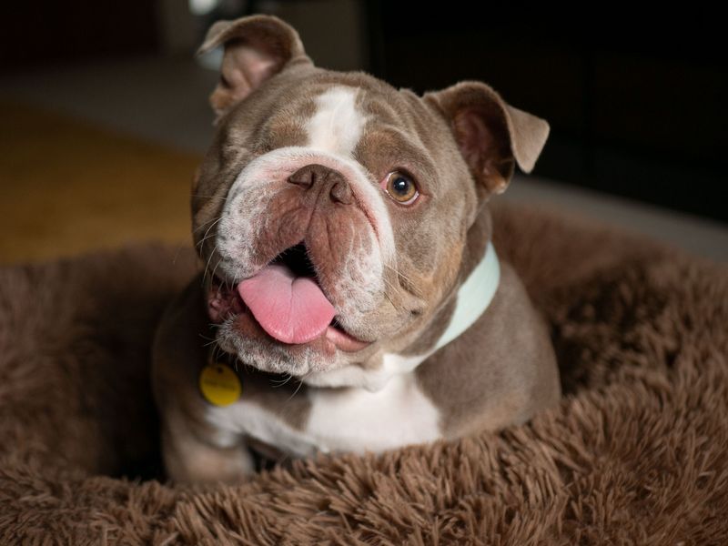 English Bulldog for adoption in Leeds, Yorkshire – 3 years old - Image 4 of 4