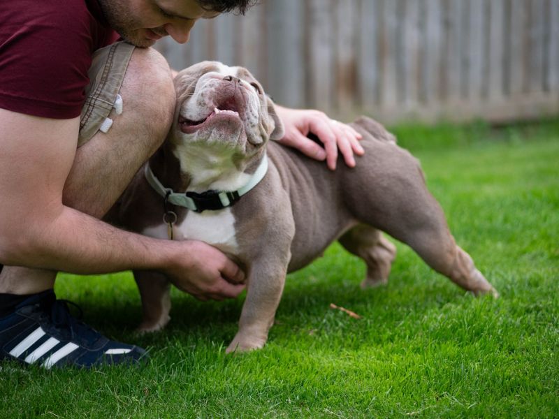 English Bulldog for adoption in Leeds, Yorkshire – 3 years old - Image 2 of 4