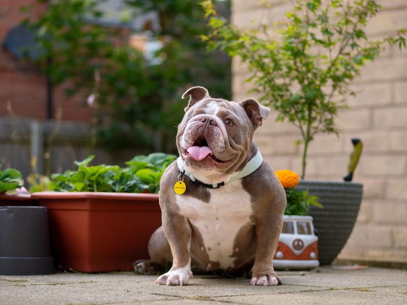 English Bulldog for adoption in Leeds, Yorkshire – 3 years old - Image 1 of 4