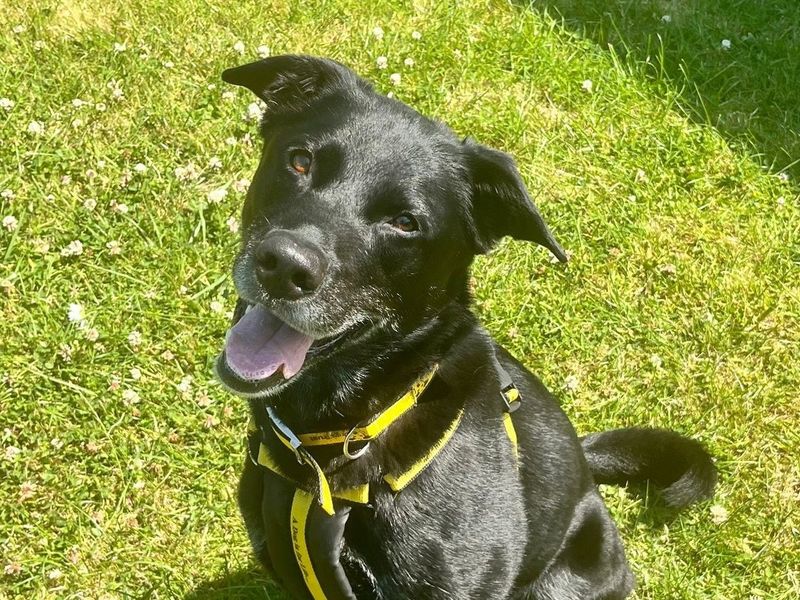 German Shepherd for adoption in Shoreham by Sea, West Sussex – 7 years old - Image 3 of 7