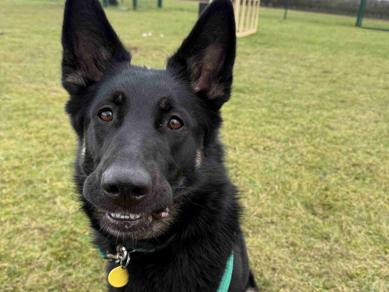 undefined | German Shepherd Dog | undefined - 1