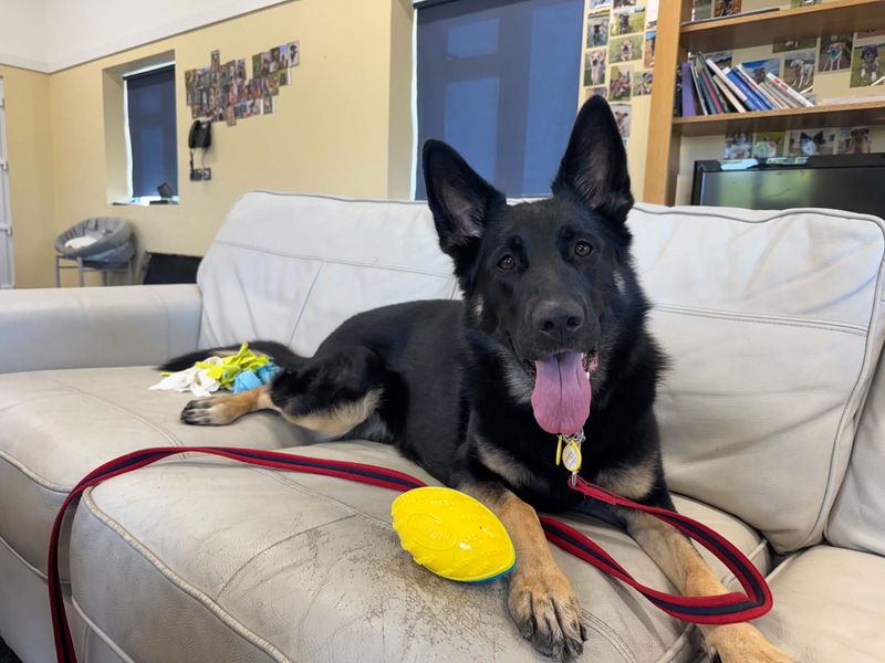 Nella | German Shepherd Dog | Evesham (Worcestershire) - 1
