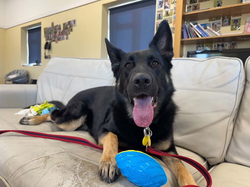 Nella | German Shepherd Dog | Evesham (Worcestershire) - 3