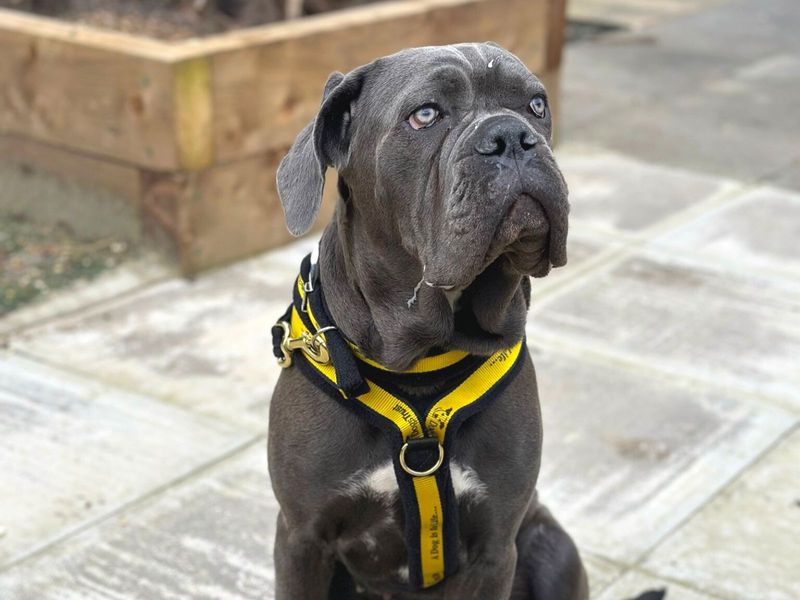 Nala for sale in Uxbridge, London | Image 2