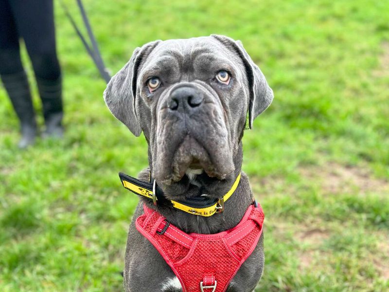 Nala for sale in Uxbridge, London | Image 3