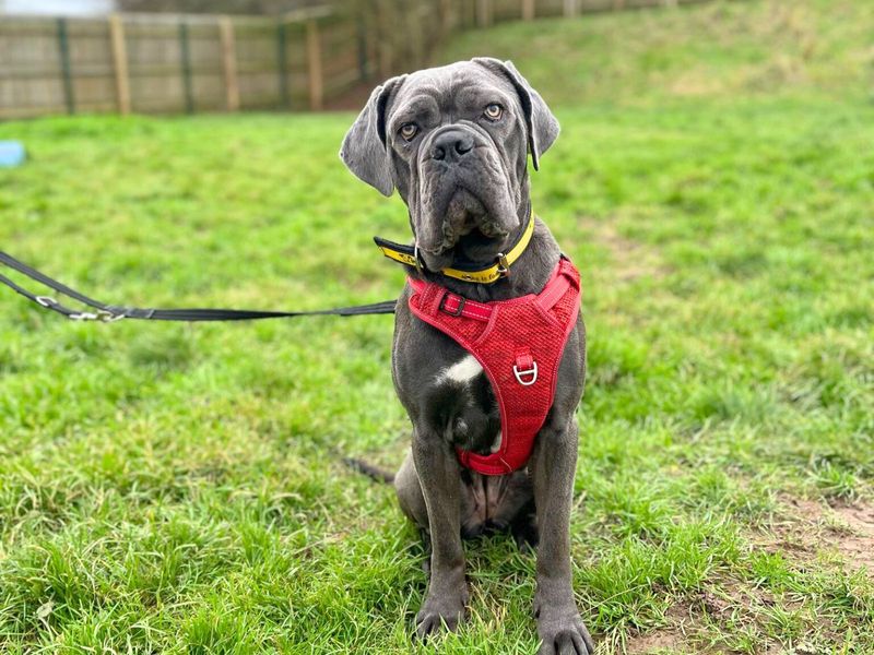 Nala for sale in Uxbridge, London