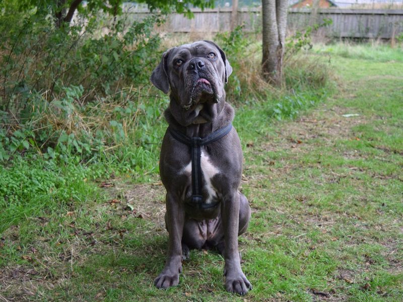 undefined | Italian Corso Dog Cross | undefined - 6