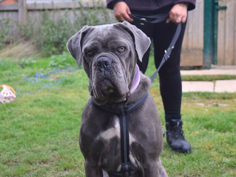 undefined | Italian Corso Dog Cross | undefined - 2