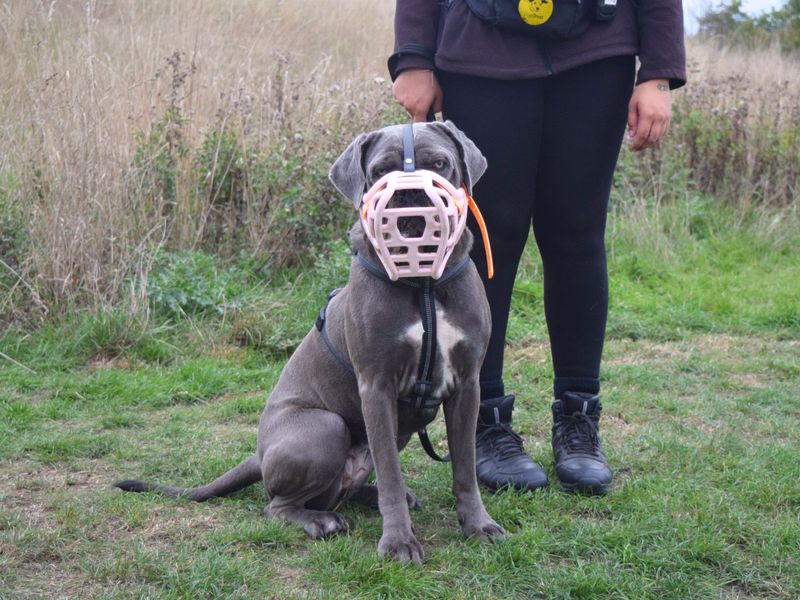 undefined | Italian Corso Dog Cross | undefined - 7