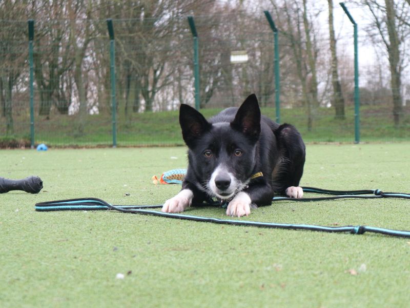 Adopt a Collie Border Rescue Dog Luna Dogs Trust