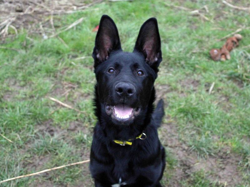 Black german shepherd sales buy