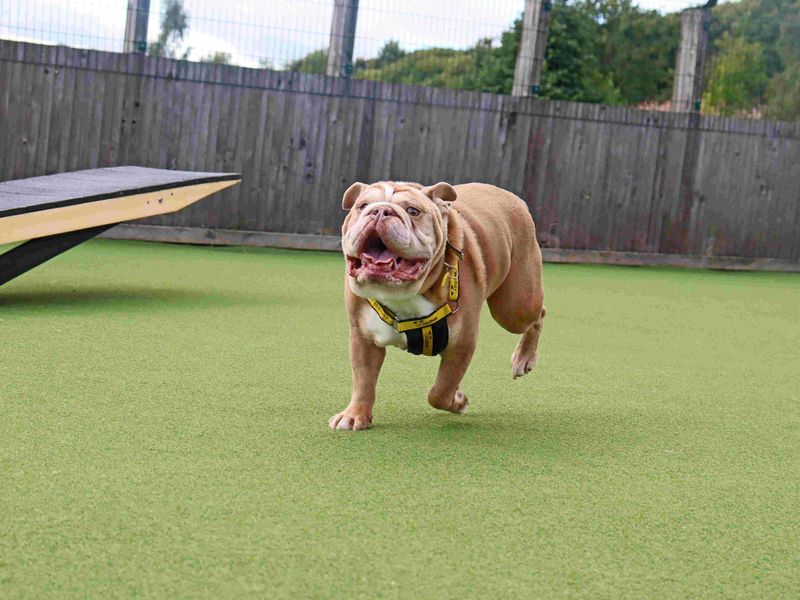 Dozer | Bulldog | Glasgow - 3