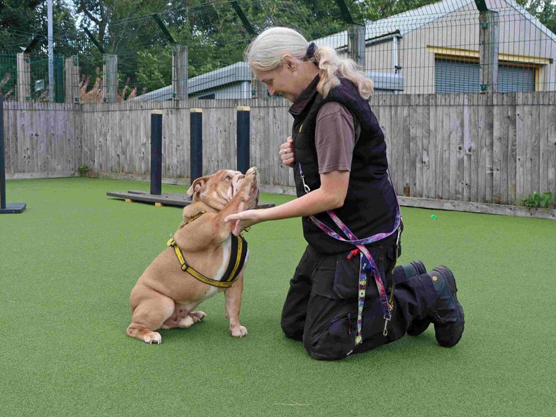 English Bulldog Dogs And Puppies For Adoption