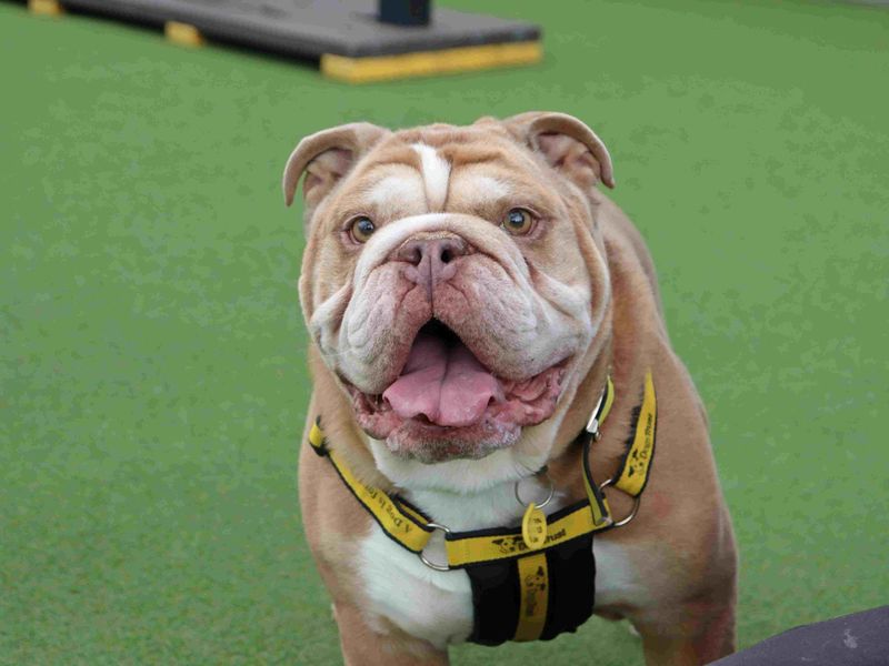 Dozer | Bulldog | Glasgow - 6