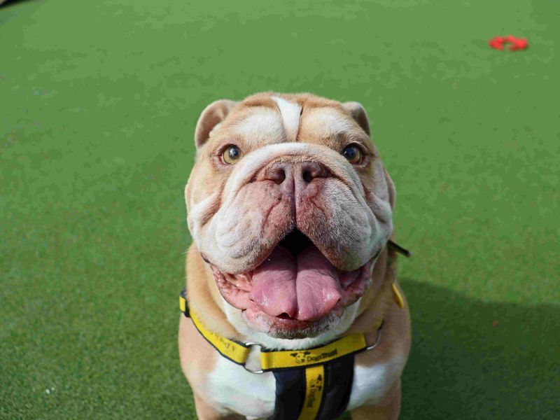 Dozer | Bulldog | Glasgow - 7