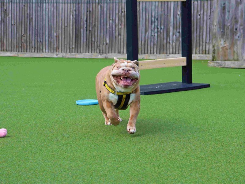 Dozer | Bulldog | Glasgow - 5
