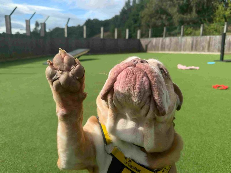 Dozer | Bulldog | Glasgow - 2