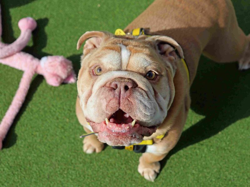 Dozer | Bulldog | Glasgow - 4