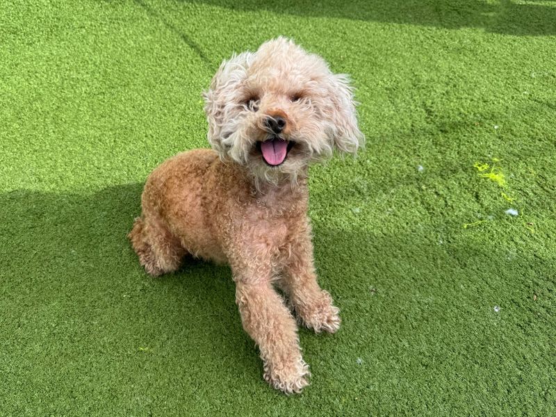 Poodle for adoption in Snetterton, Norfolk – 7 years old - Image 1 of 3