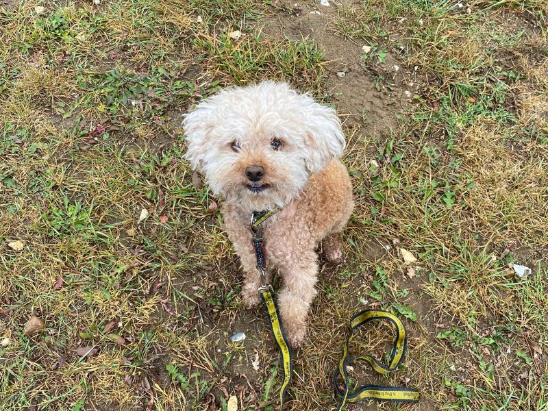 Poodle for adoption in Snetterton, Norfolk – 7 years old - Image 3 of 3