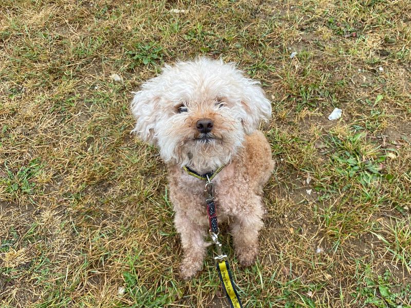 Poodle for adoption in Snetterton, Norfolk – 7 years old - Image 2 of 3