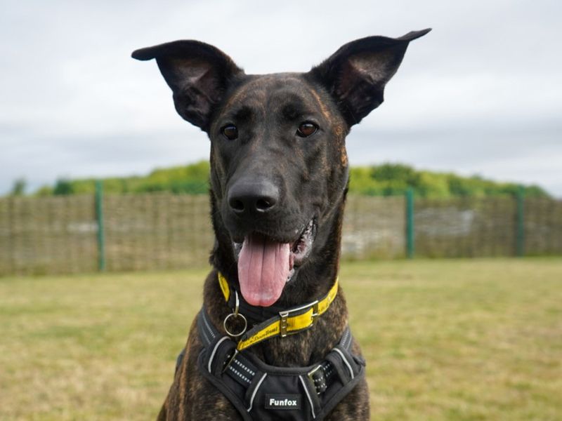 Marnie | Crossbreed | Evesham (Worcestershire) - 1