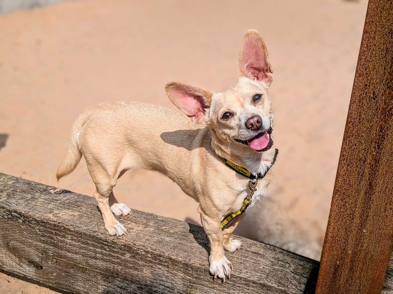 Honey-Bun | Chihuahua (Smooth Coat) Cross | Cardiff - 1