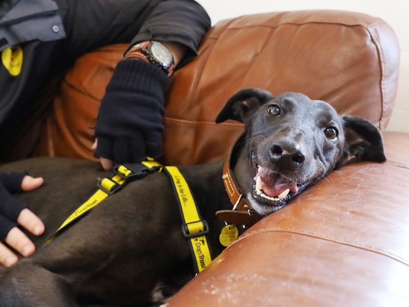 Greyhound for adoption in Leeds, Yorkshire – 3 years old - Image 3 of 9