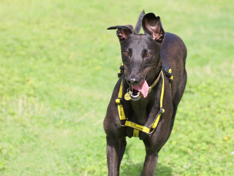 Greyhound for adoption in Leeds, Yorkshire – 3 years old - Image 1 of 9